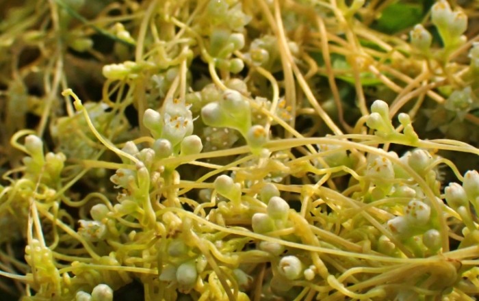菟絲子禁忌 菟絲子禁忌