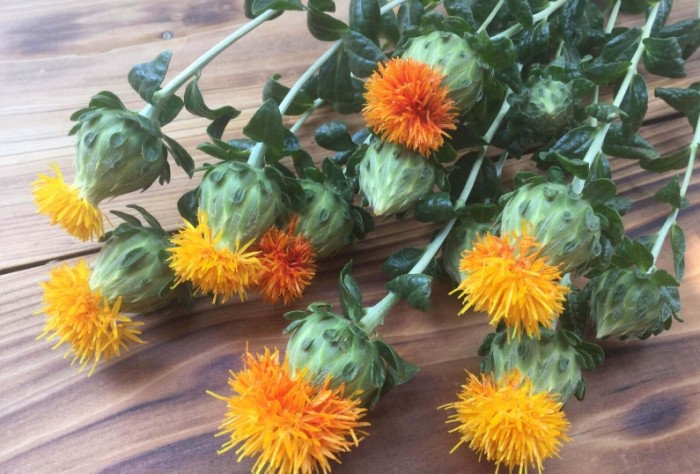 紅花的功效