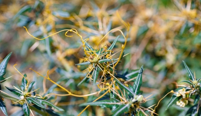 菟絲子價格 菟絲子價格