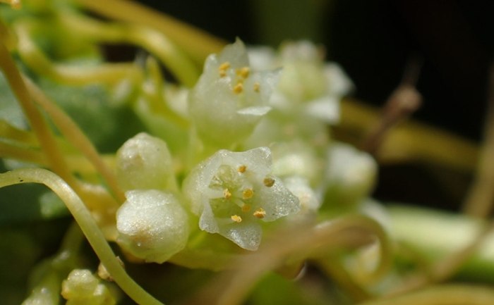 菟絲子功效 菟絲子功效