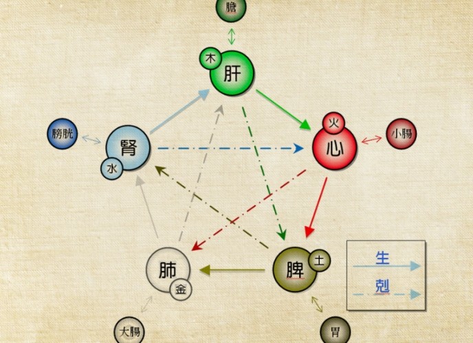 脾胃是什麼 脾胃是什麼