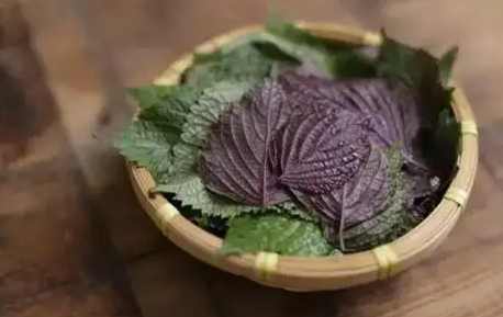 紫蘇功效 紫蘇功效