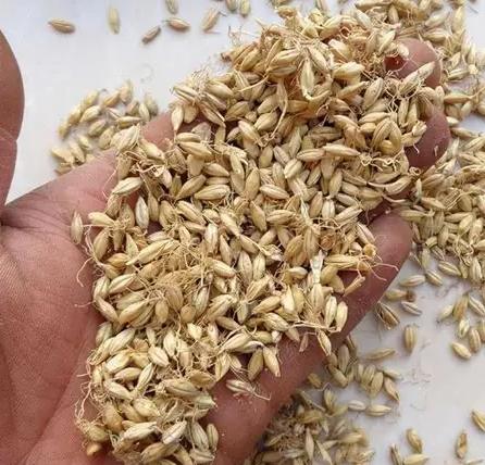 麥芽中藥功效 麥芽中藥功效