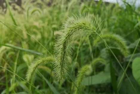 狗尾草功效 狗尾草功效