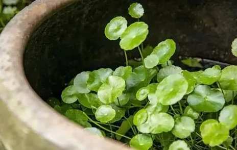金錢草功效 金錢草功效