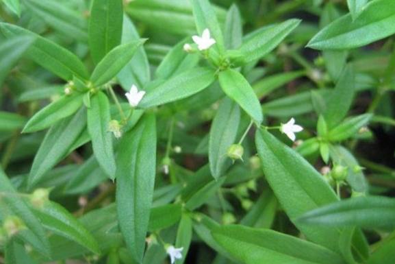 白花蛇舌草功效 白花蛇舌草功效