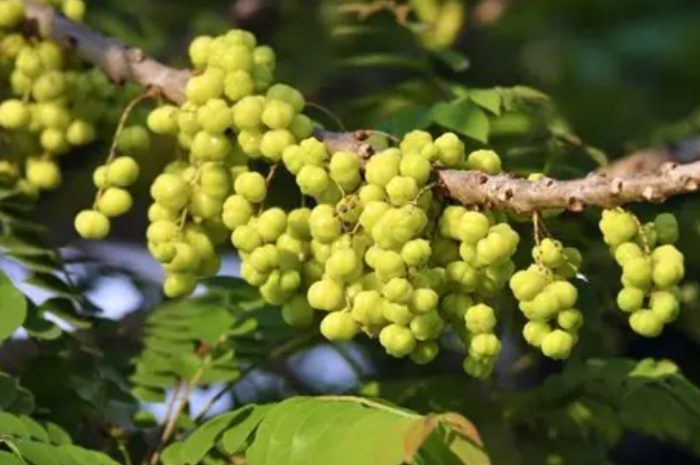 余甘子好處 余甘子好處