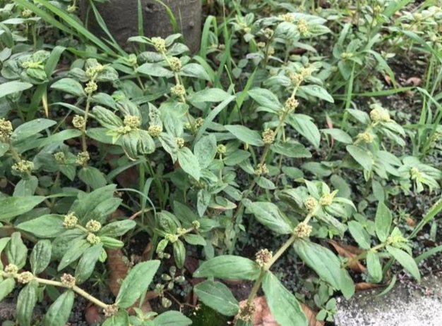 大飛揚草使用方法 大飛揚草使用方法