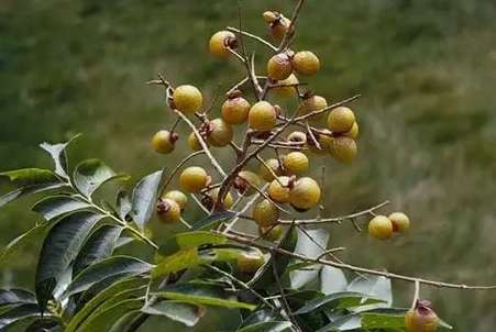 無患子好處 無患子好處