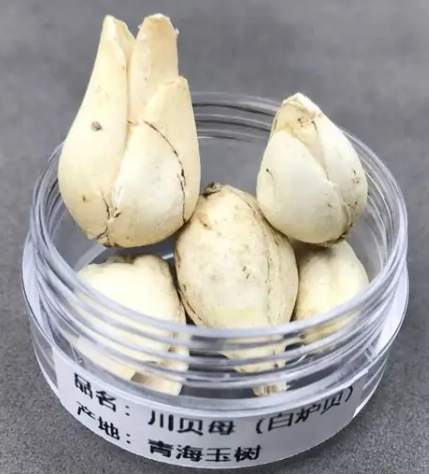 貝母功效 貝母功效