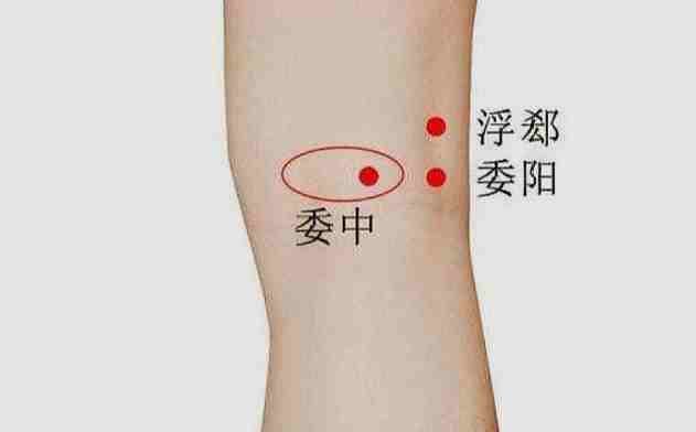委中穴位置 委中穴位置