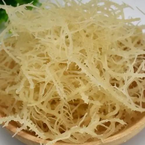 珊瑚草功效 珊瑚草功效