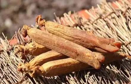 紅參功效 紅參功效