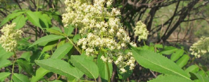 接骨木好處