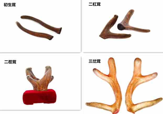 孕婦吃鹿茸 孕婦吃鹿茸