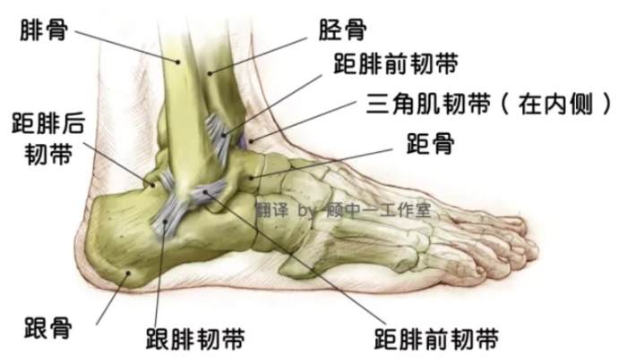 腳踝韌帶斷裂恢復時間 腳踝韌帶斷裂恢復時間