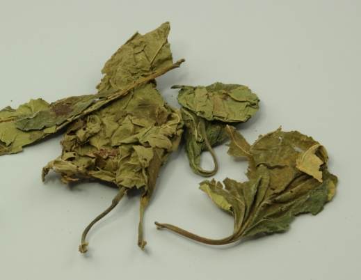 桑葉中藥功效