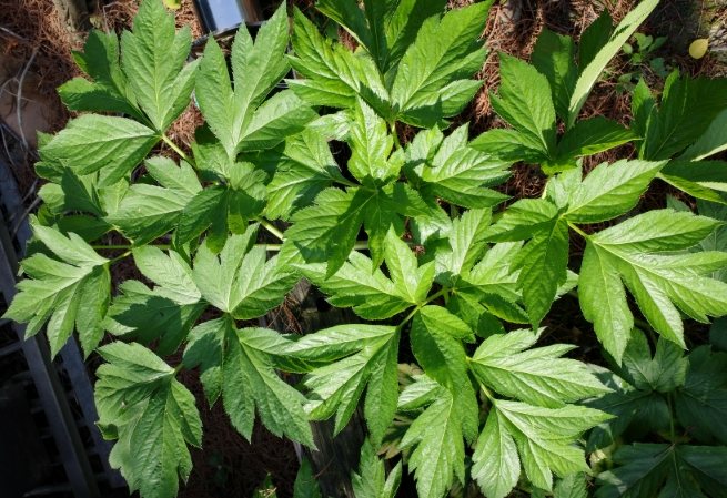 明日葉好處 明日葉好處