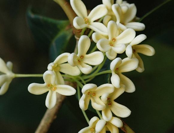桂花健康益處 桂花健康益處