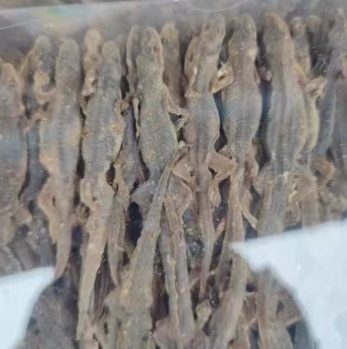 壁虎乾功效 壁虎乾功效