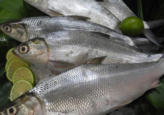 虱目魚 淡水魚 虱目魚 淡水魚
