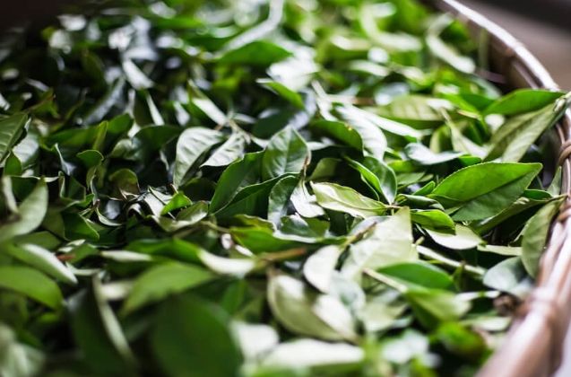 兒茶素減肥 兒茶素減肥