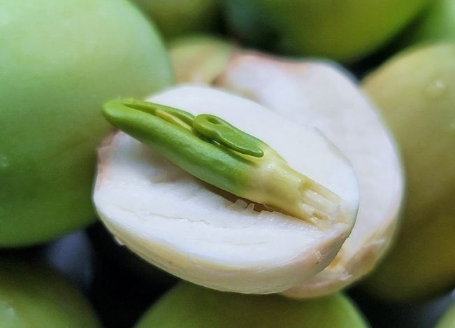 蓮子芯泡茶 蓮子芯泡茶