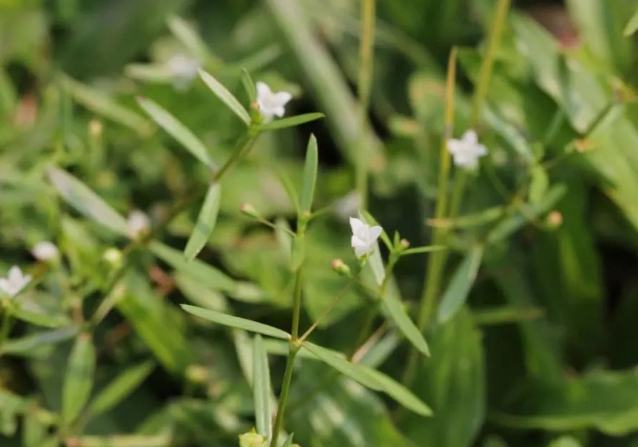 白花蛇舌草安全使用 白花蛇舌草安全使用