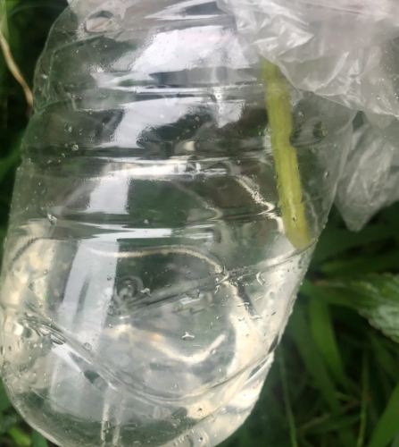 絲瓜水保濕
