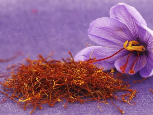 番紅花副作用 番紅花副作用