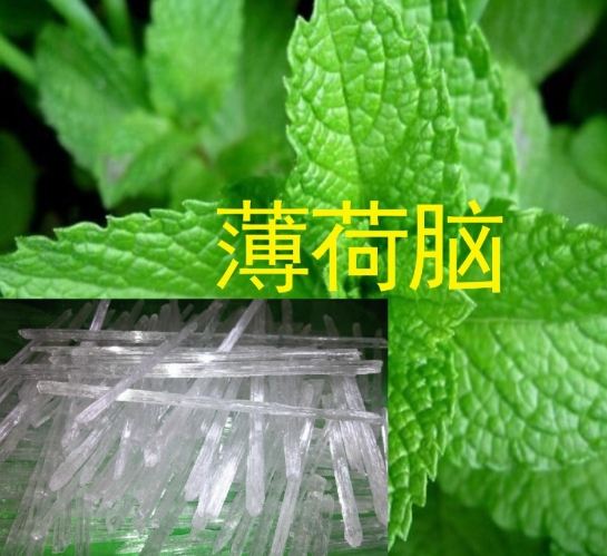 薄荷腦使用風險