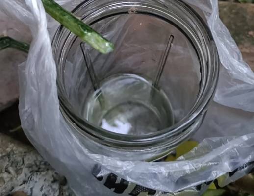 絲瓜水保存期限 絲瓜水保存期限
