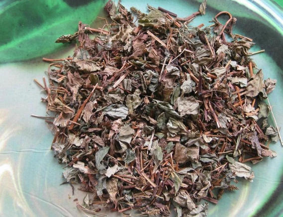 魚腥草曬乾方法