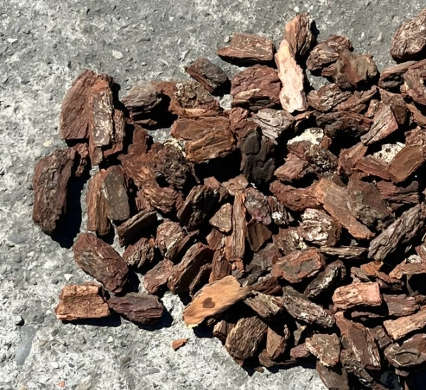 松樹皮萃取物 松樹皮萃取物