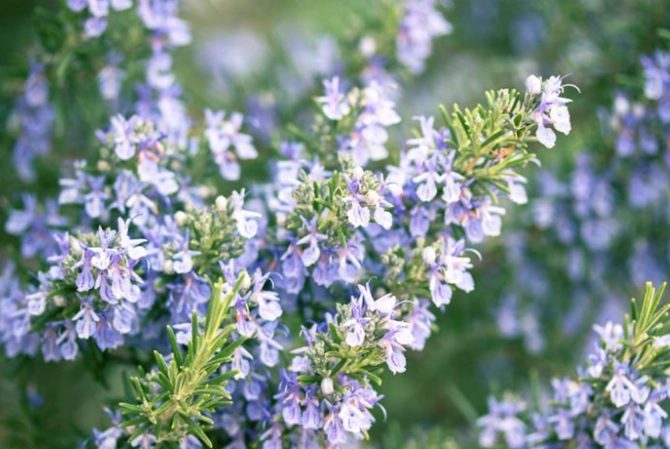 迷蝶香好處