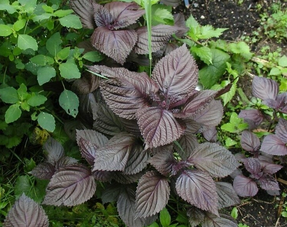 紫蘇葉好處 紫蘇葉好處
