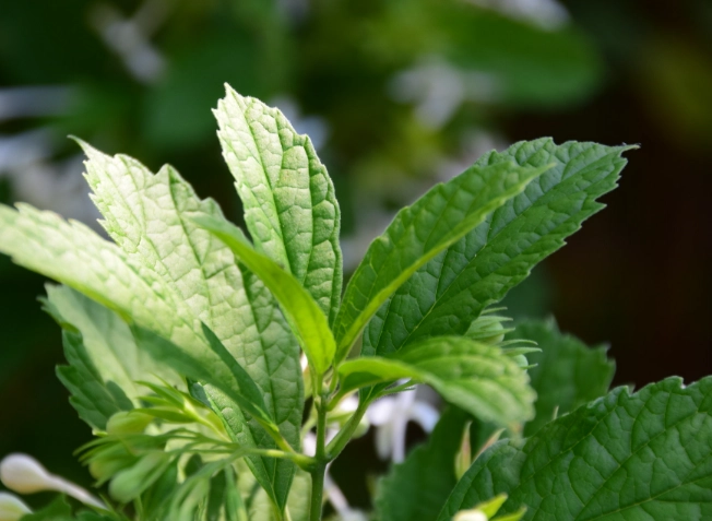 化石草功效 化石草功效
