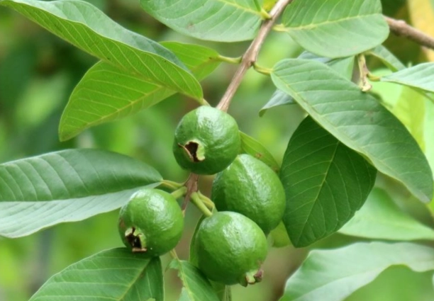 芭樂葉好處 芭樂葉好處