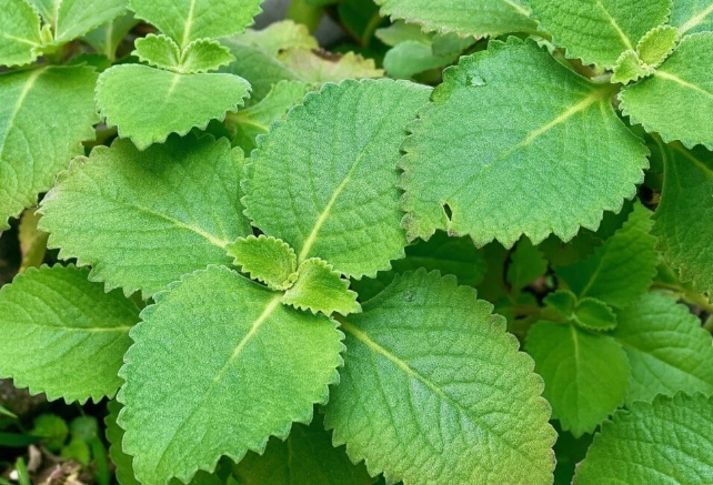 左手香好處 左手香好處