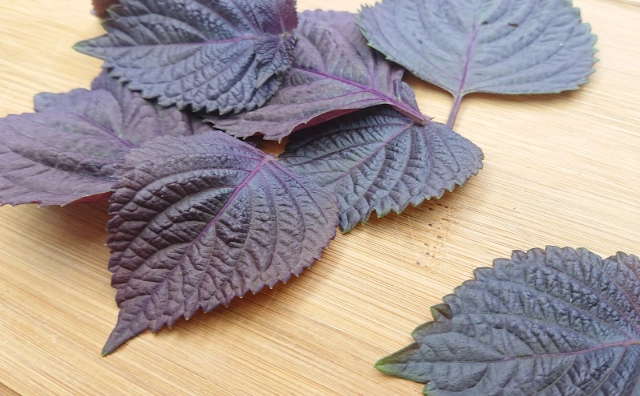 紫蘇好處 紫蘇好處