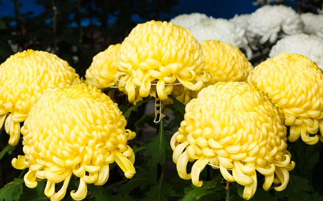 菊花茶好處 菊花茶好處