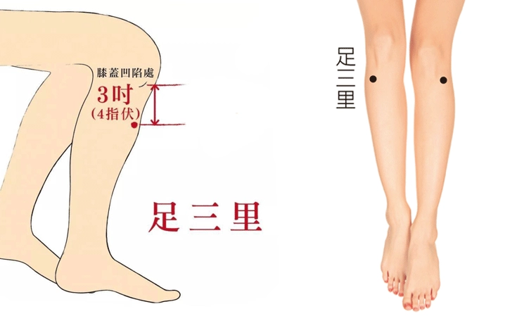 足三里位置 足三里位置