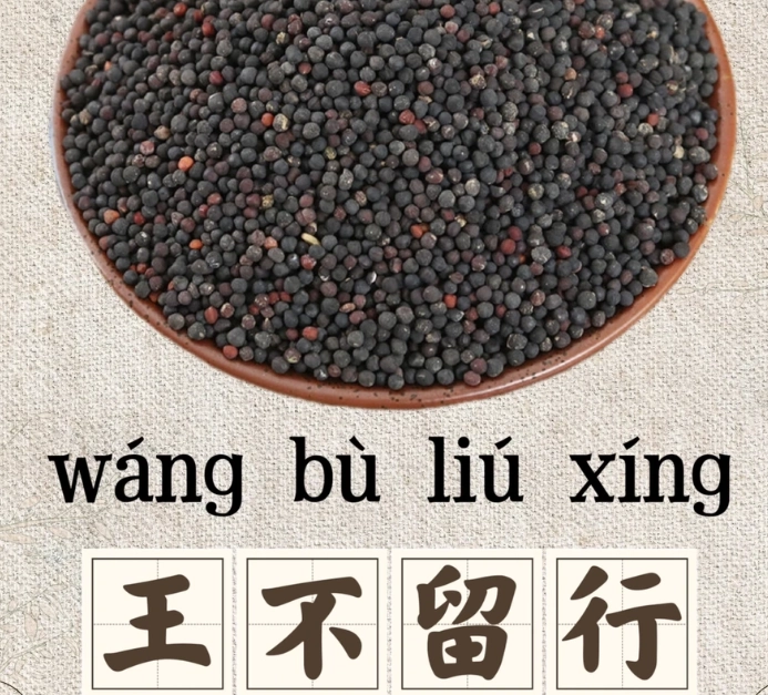 王不留行功效