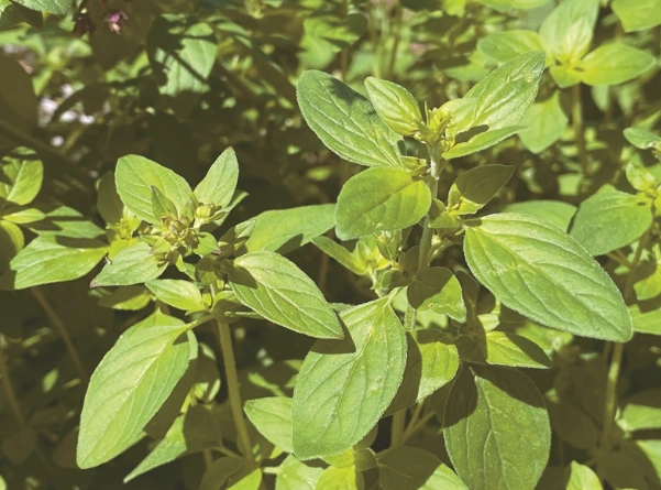 牛至健康益處 牛至健康益處