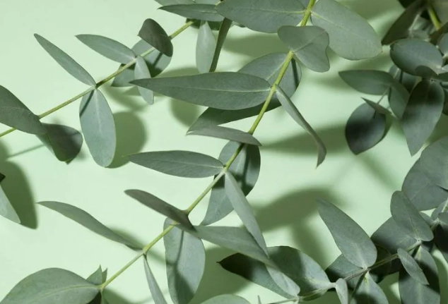 尤加利精油好處 尤加利精油好處
