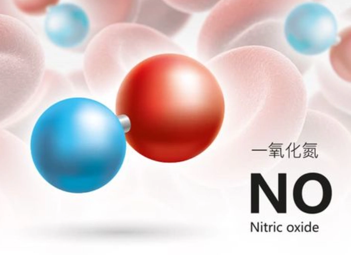 一氧化氮腎臟功能 一氧化氮腎臟功能