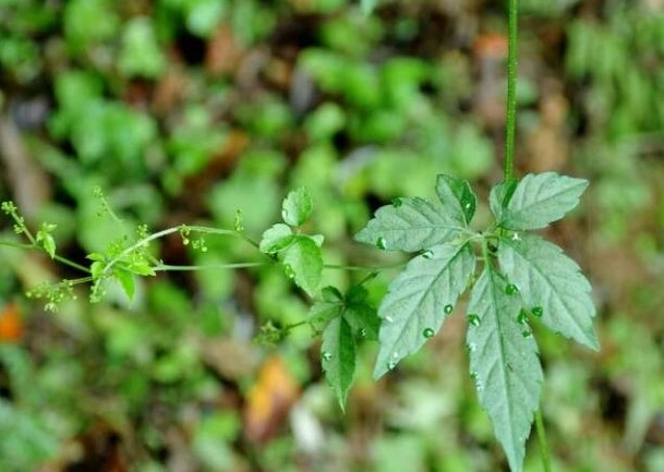 七葉膽好處 七葉膽好處
