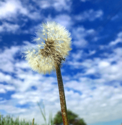 蒲公英中藥的產地 蒲公英中藥的產地