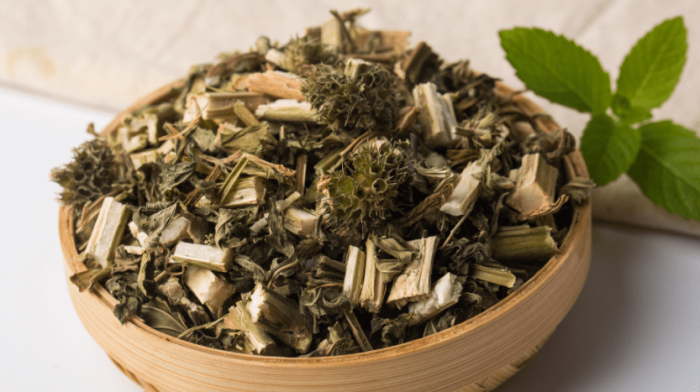 益母草作用 益母草作用