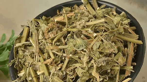 益母草产地 益母草产地